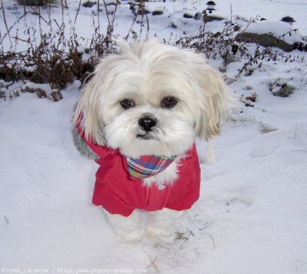 Photo de Shih tzu