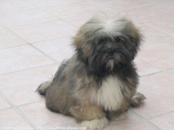 Photo de Lhassa apso