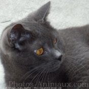 Photo de Chartreux