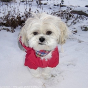 Photo de Shih tzu