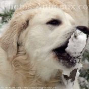 Photo de Golden retriever