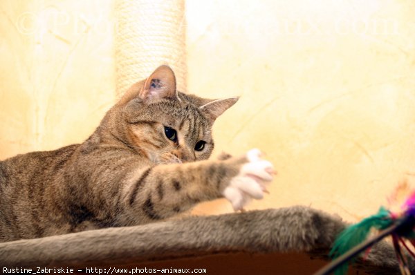 Photo de Chat domestique