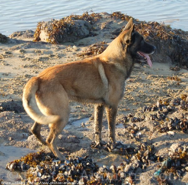 Photo de Berger belge malinois