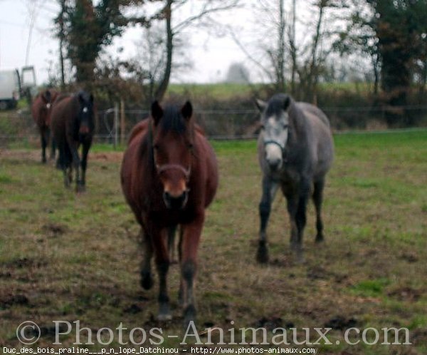 Photo de Races diffrentes