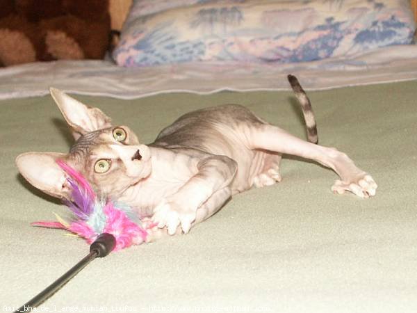 Photo de Sphynx