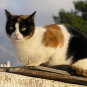 Photo de Chat domestique