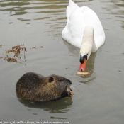 Photo de Cygne