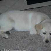 Photo de Labrador retriever