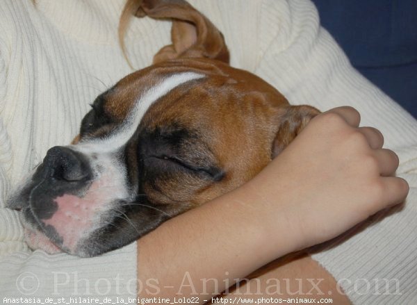 Photo de Boxer