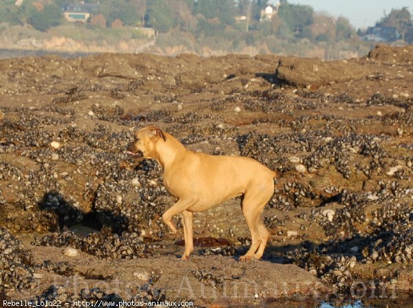 Photo de Boxer