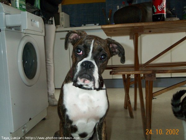 Photo de Boxer