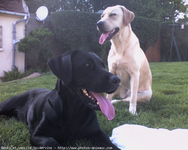 Photo de Labrador retriever