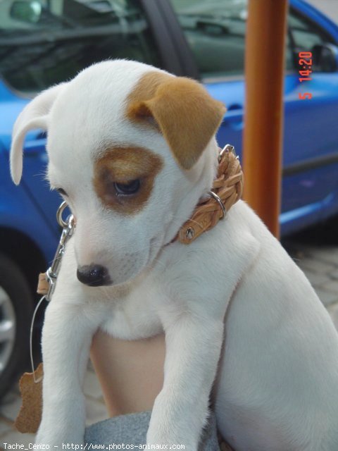 Photo de Jack russell terrier