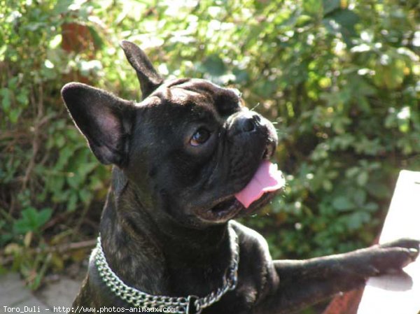 Photo de Bouledogue franais