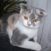 Photo de Scottish fold