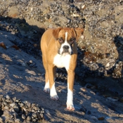 Photo de Boxer