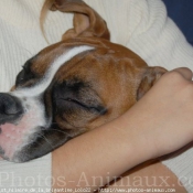 Photo de Boxer