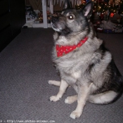 Photo de Chien d'lan norvgien noir