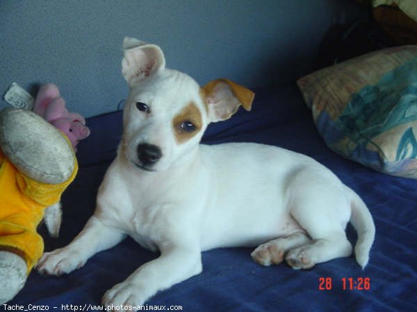 Photo de Jack russell terrier