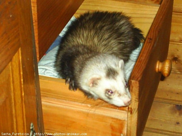 Photo de Furet