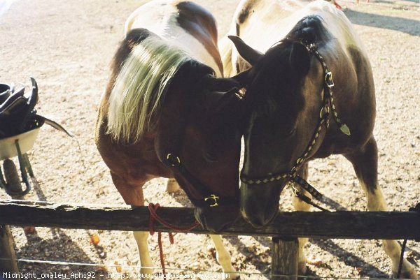 Photo de Races diffrentes