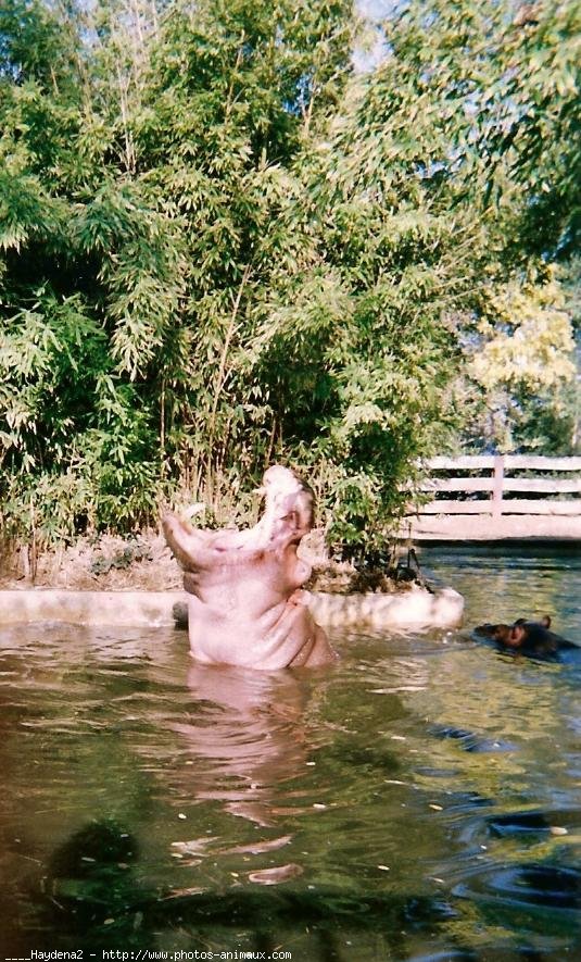 Photo de Hippopotame