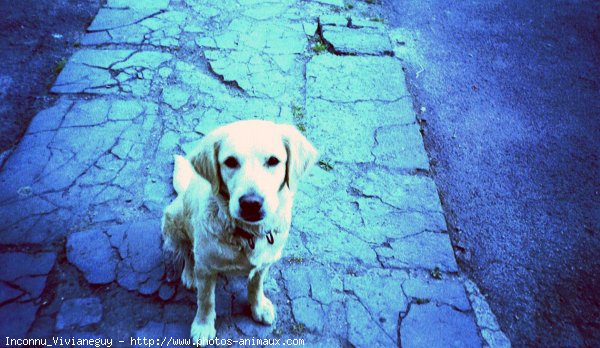 Photo de Golden retriever