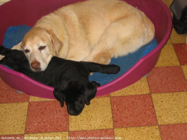 Photo de Labrador retriever