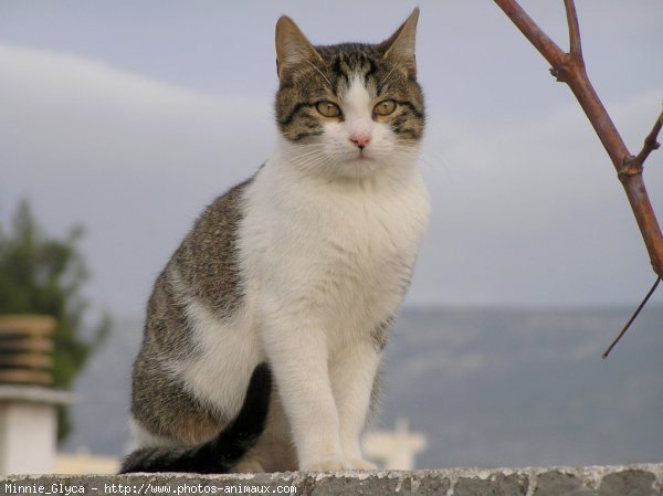 Photo de Chat domestique