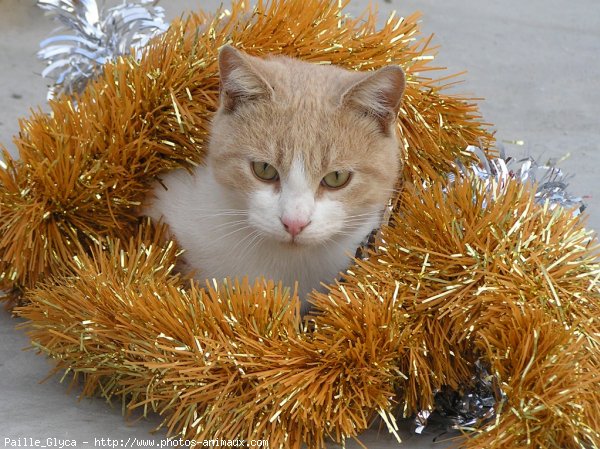 Photo de Chat domestique