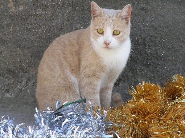 Photo de Chat domestique