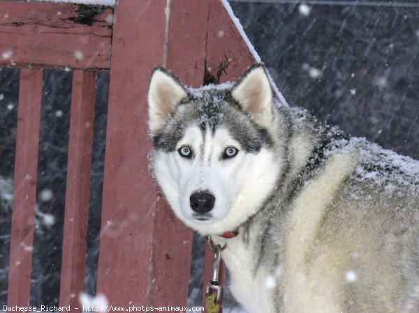 Photo de Husky siberien