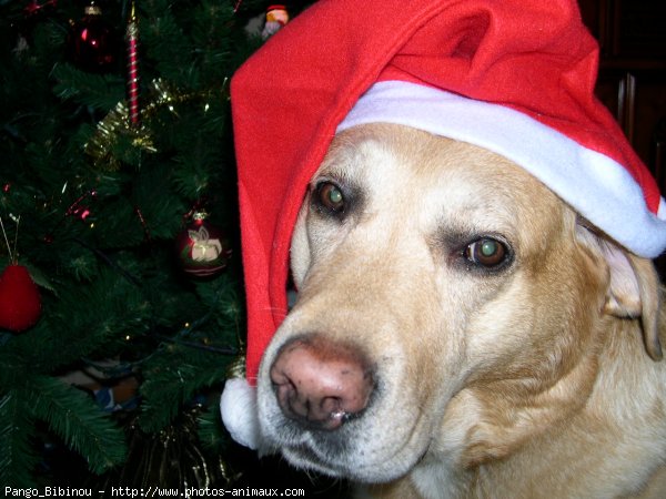 Photo de Labrador retriever