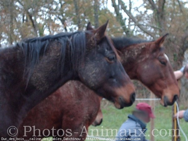 Photo de Trotteur franais