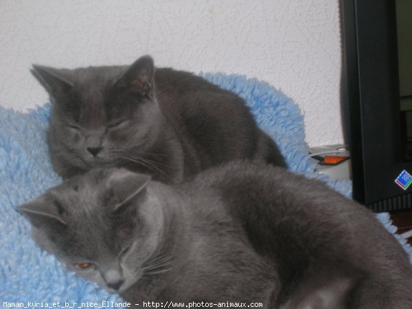 Photo de Chartreux