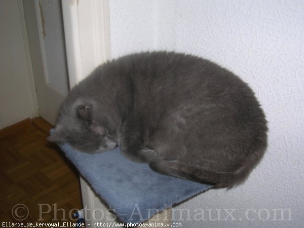 Photo de Chartreux