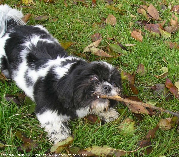 Photo de Shih tzu