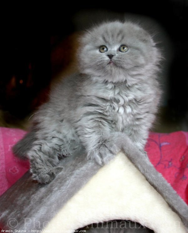 Photo de Scottish fold