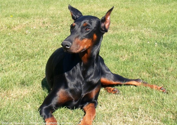 Photo de Dobermann