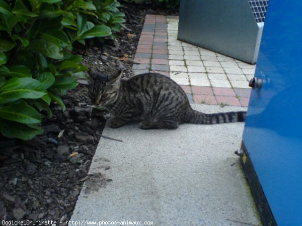 Photo de Chat domestique