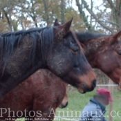 Photo de Trotteur franais