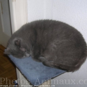 Photo de Chartreux