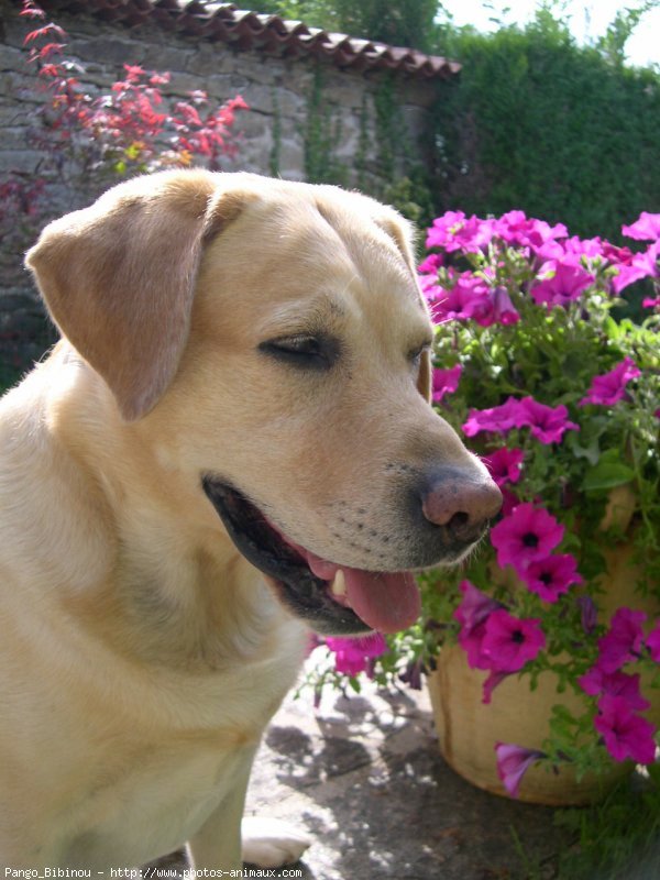 Photo de Labrador retriever