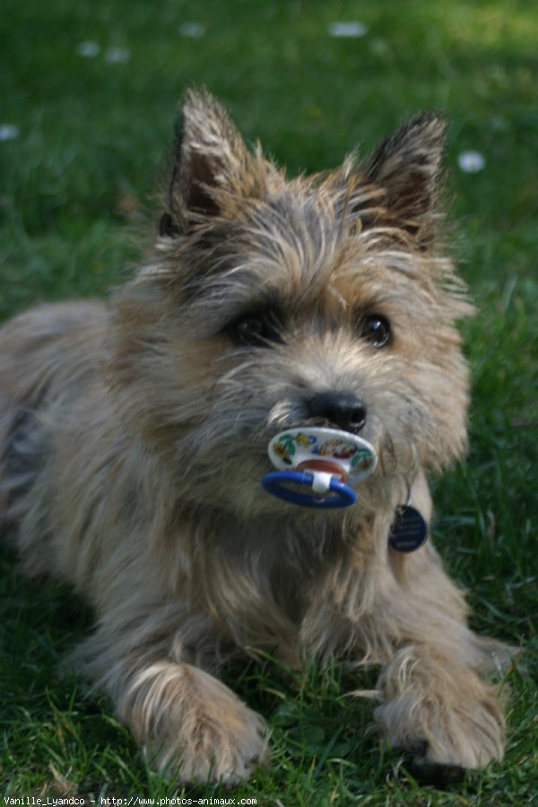 Photo de Cairn terrier