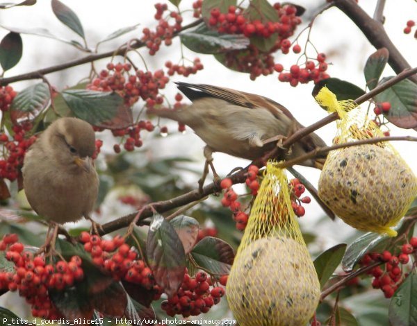 Photo de Moineau