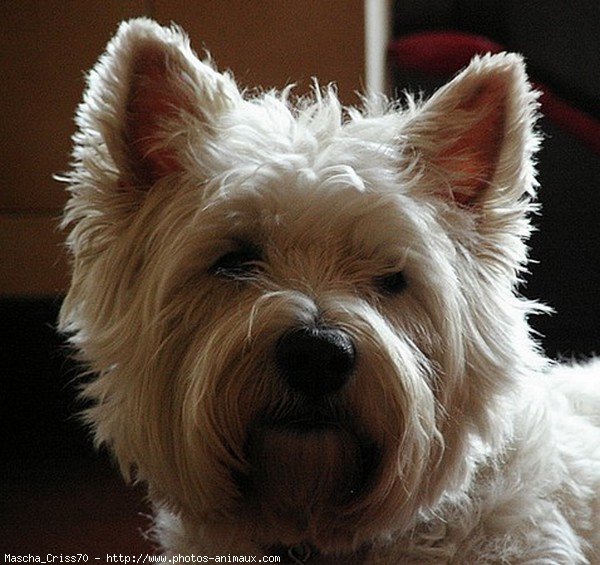 Photo de West highland white terrier