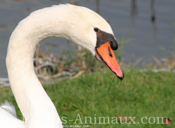 Photo de Cygne