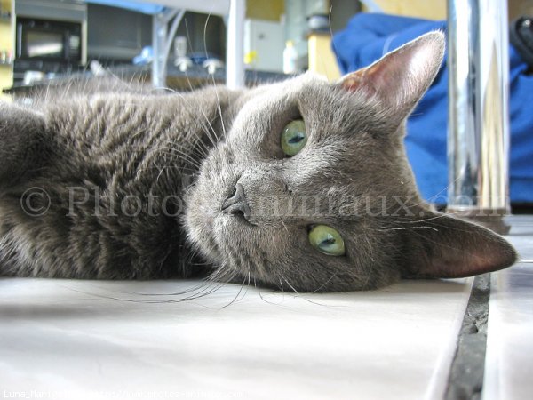 Photo de Chartreux