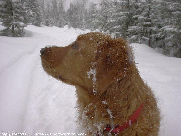 Photo de Golden retriever