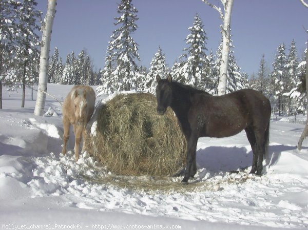 Photo de Races diffrentes